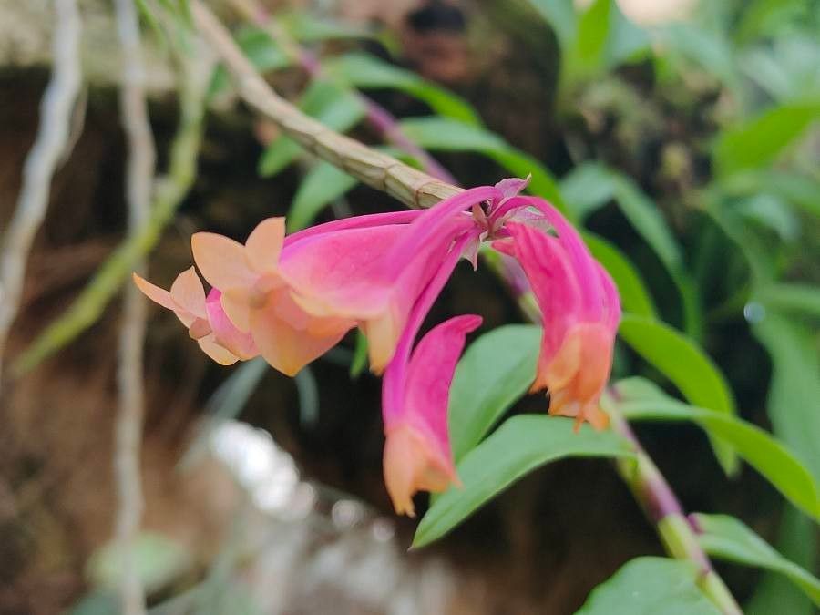 Dendrobium lawesii — houseplant care guide