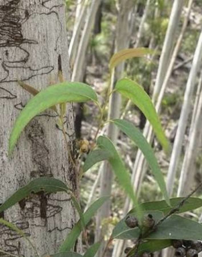 Eucalyptus fraxinoides — search result for 'Eucalyptus'