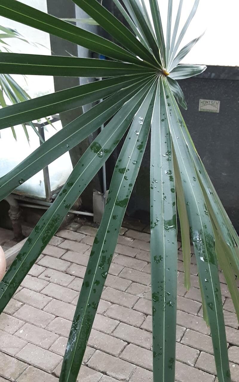 Coccothrinax litoralis leaf