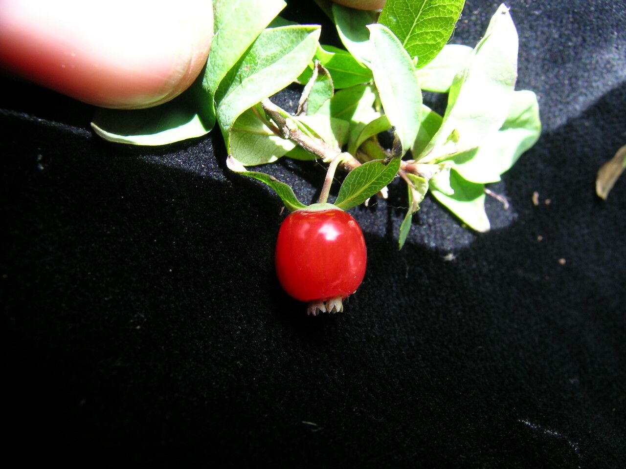 Lonicera angustifolia other