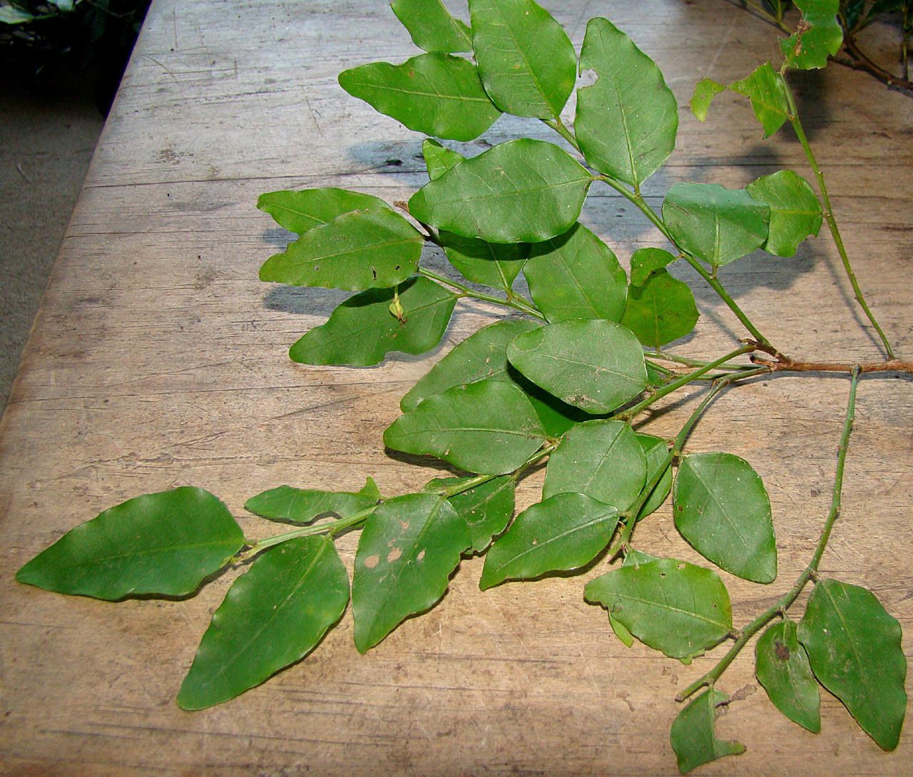 Phyllanthus natoensis habit