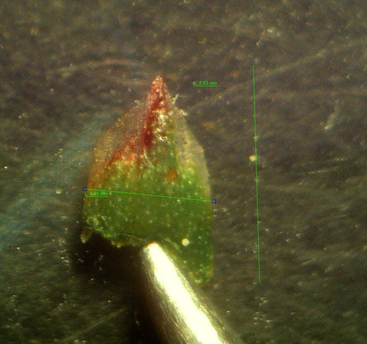 Limonium × neumanii leaf