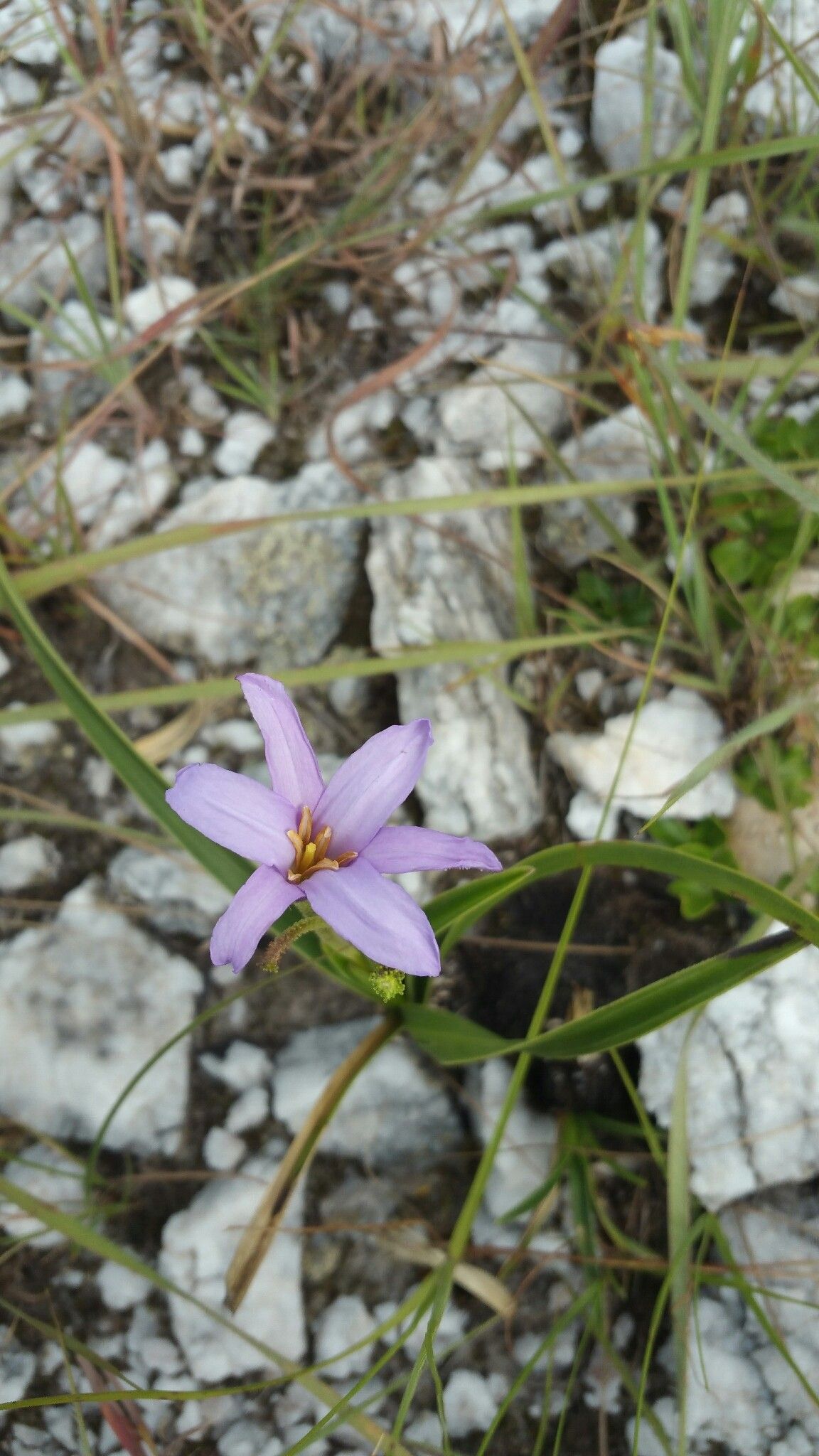 Xerophyta eglandulosa flower