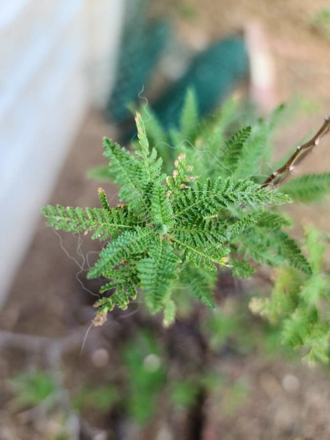 Chamaebatiaria millefolium — houseplant care guide