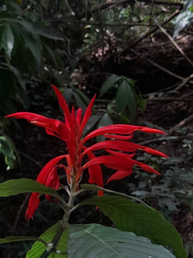Aphelandra leonardii flower