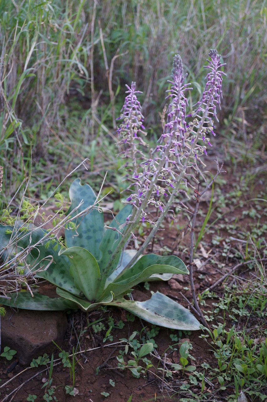 Ledebouria revoluta habit