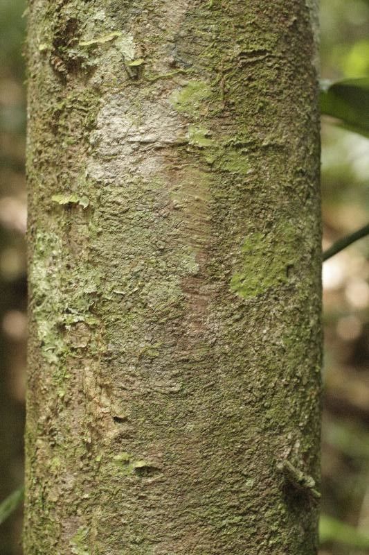 Abarema gallorum — related species from the same genus