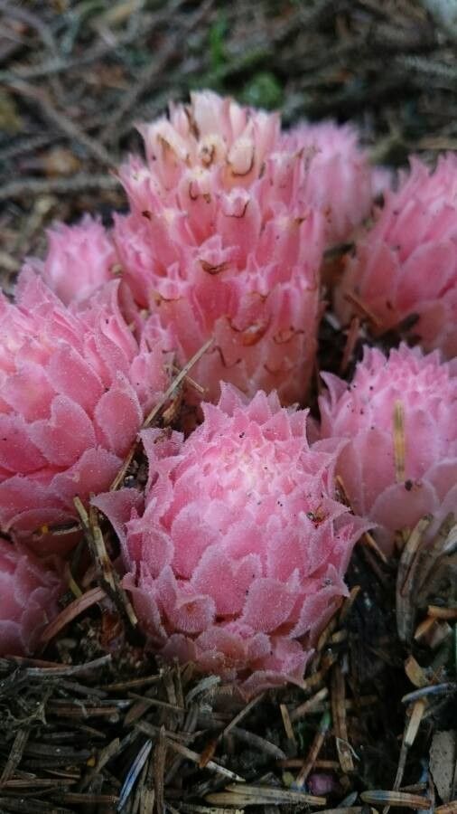 Hemitomes congestum — search result for 'Santalaceae'