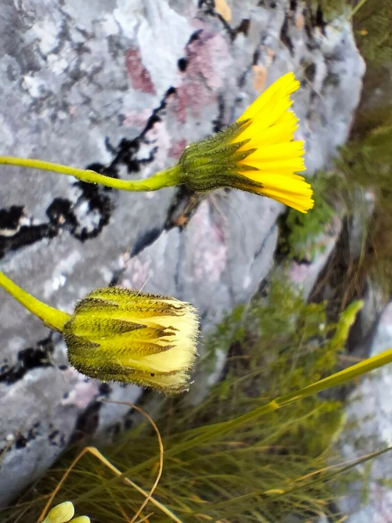 Hieracium waldsteinii flower