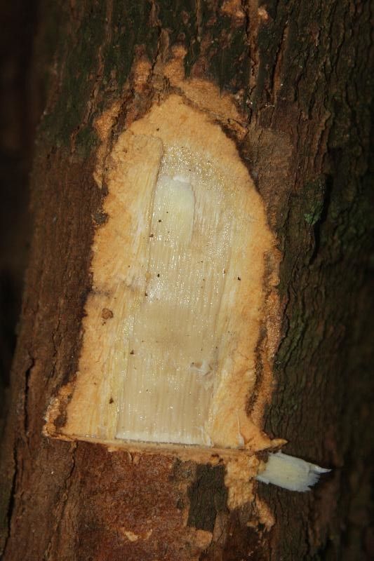 Micropholis obscura other