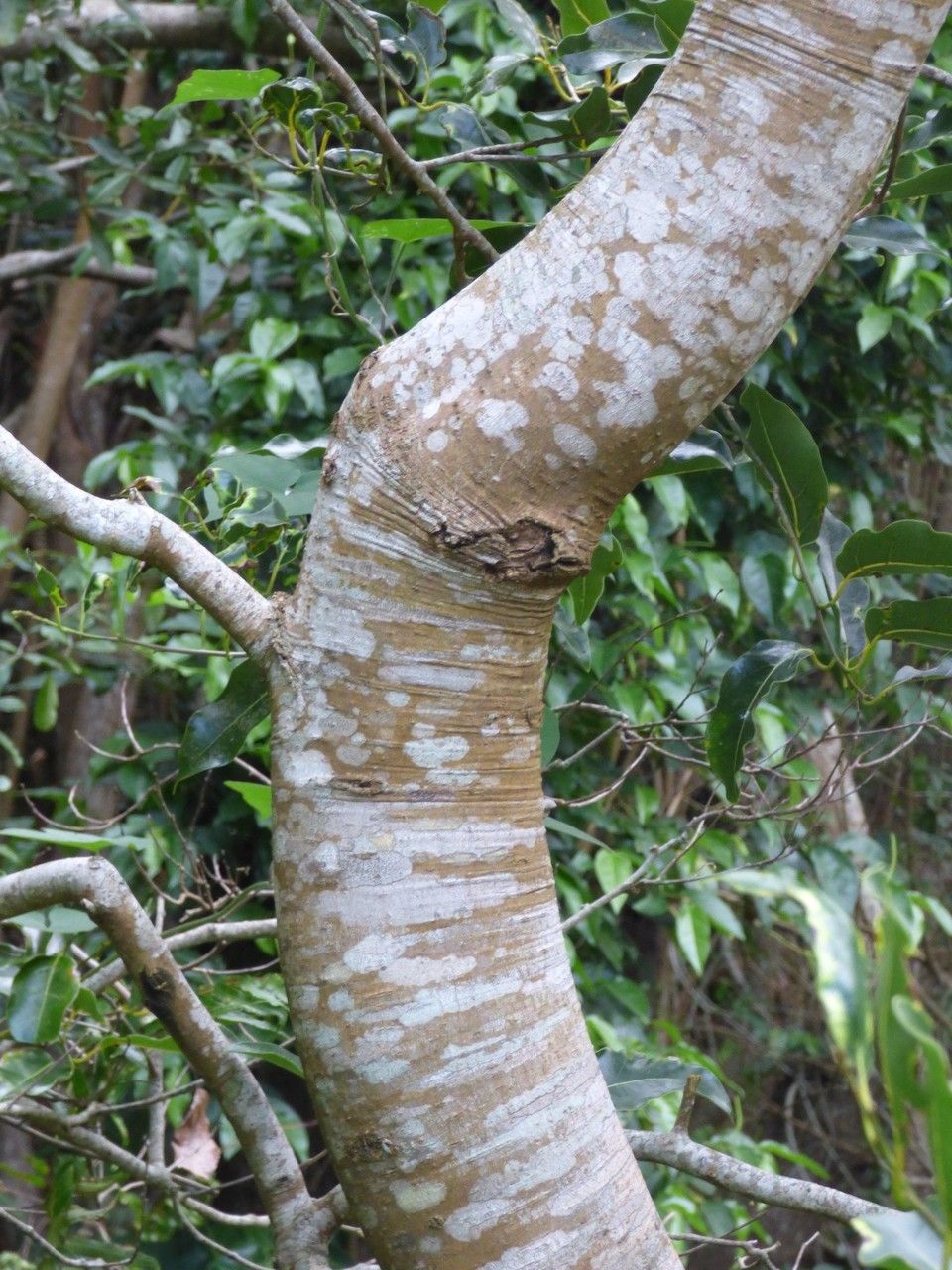 Ocotea obtusata bark