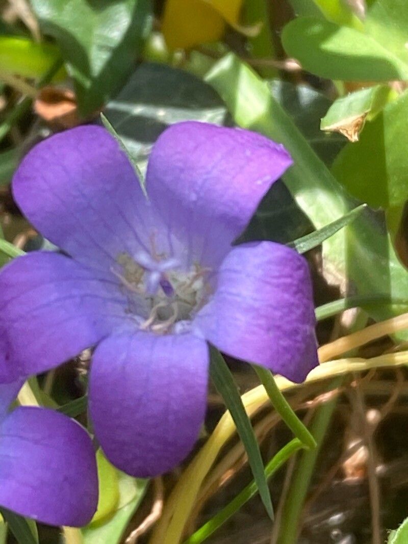 Campanula spatulata flower
