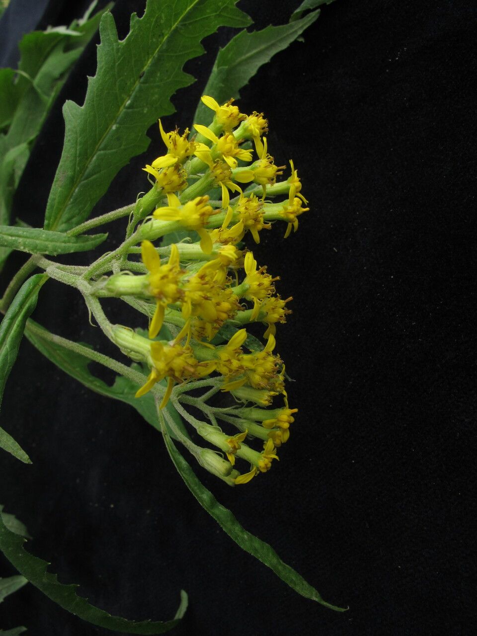 Senecio royleanus — houseplant care guide