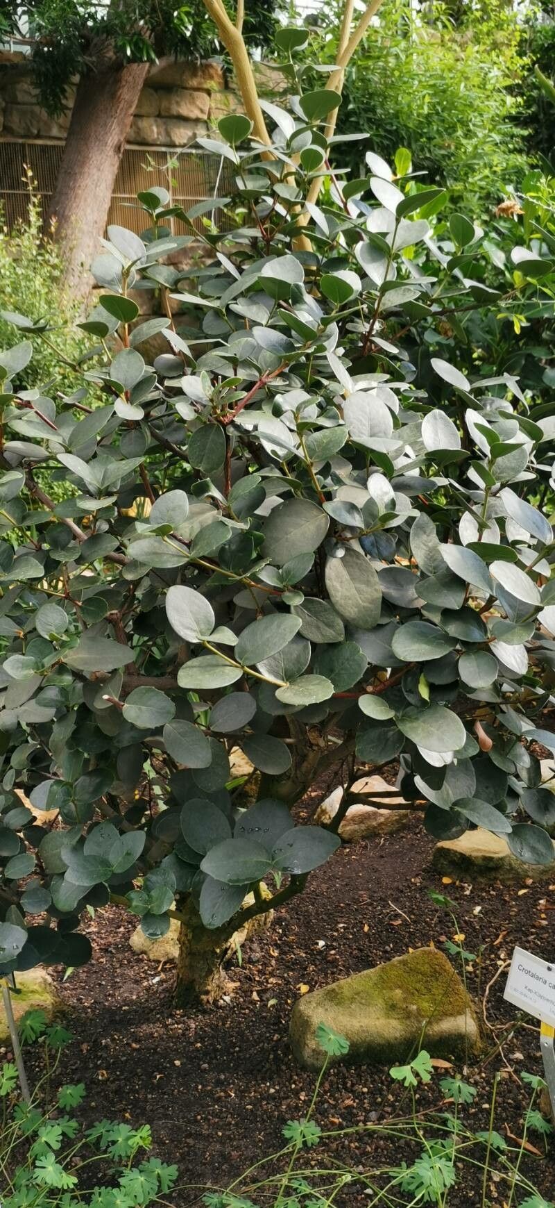 Maurocenia frangula habit