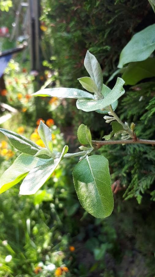 Elaeagnus Parvifolia