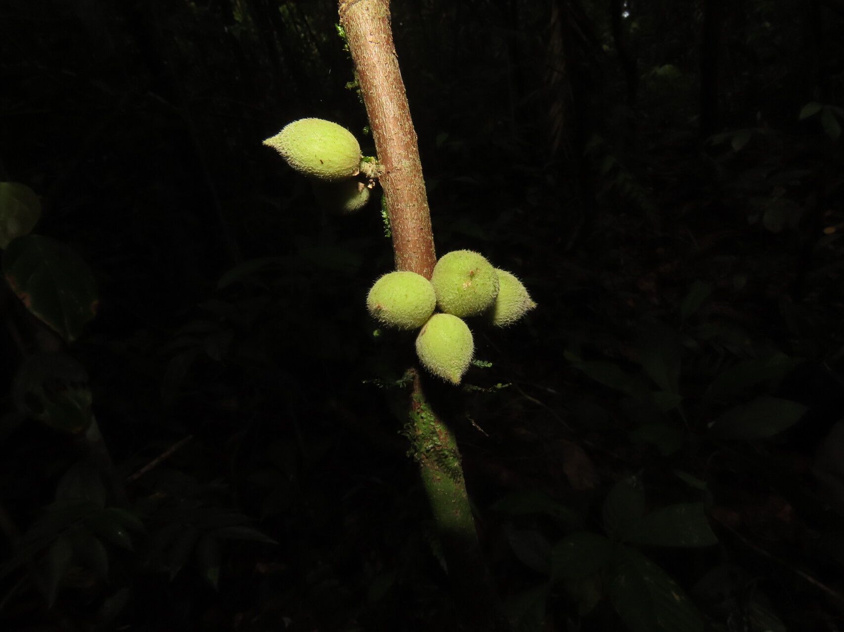 Trichilia pallida fruit
