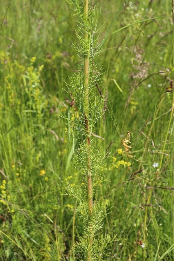 Tripleurospermum tenuifolium leaf