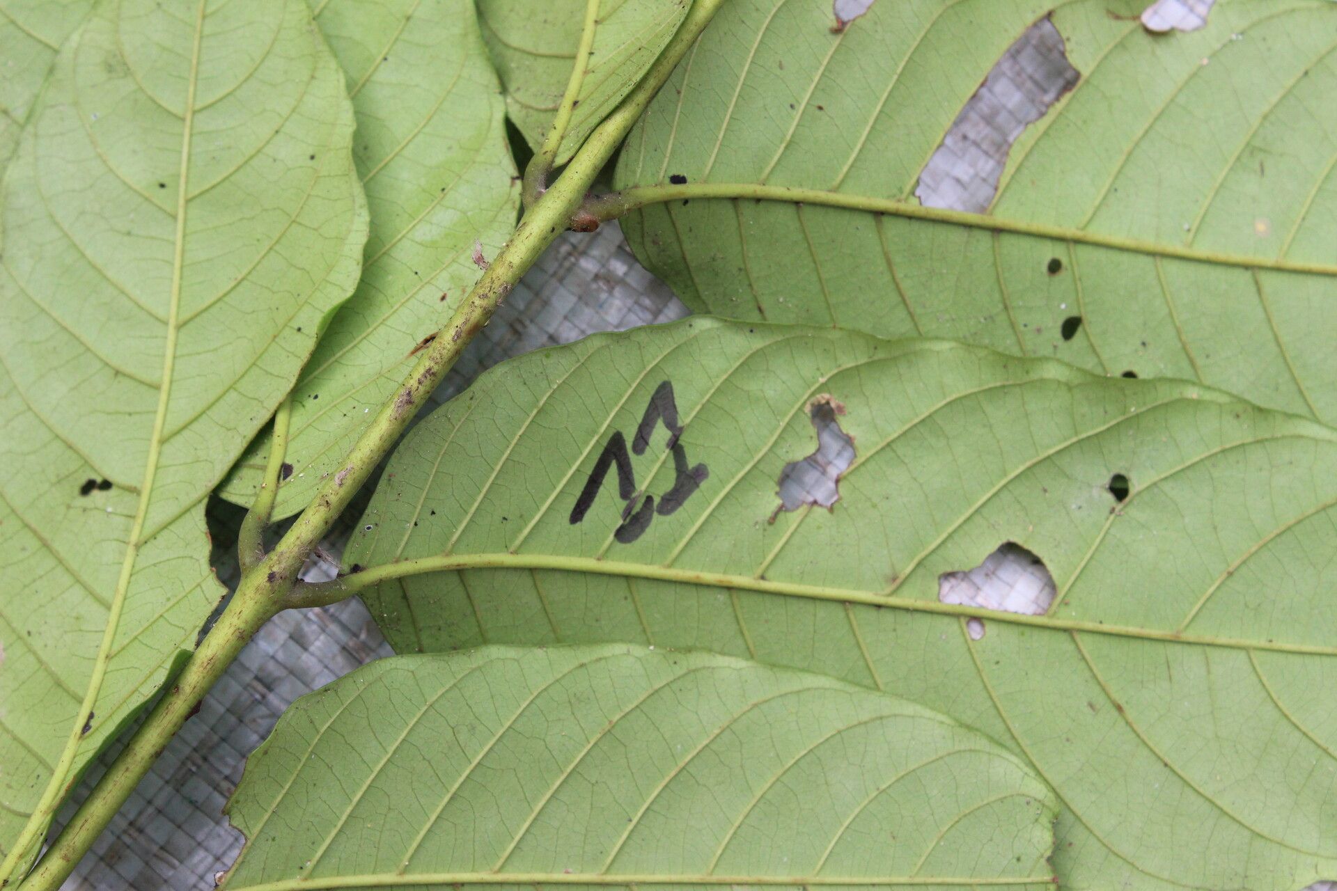 Trichilia rubescens — houseplant care guide