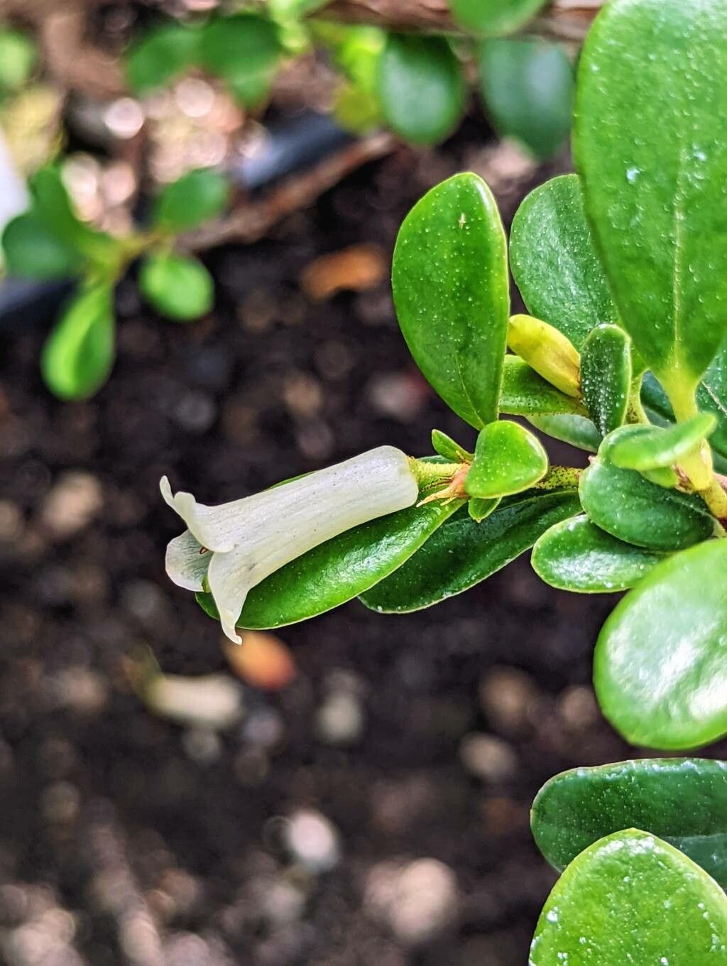 Rhododendron wrightianum flower
