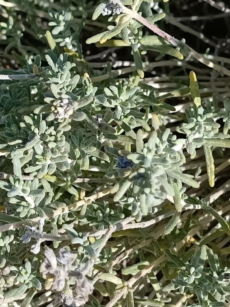 Teucrium dunense leaf