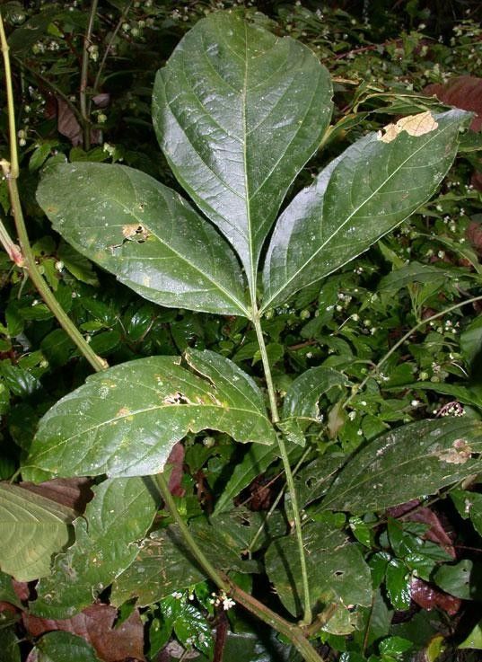 Paullinia pterocarpa — search result for 'Paullinia'