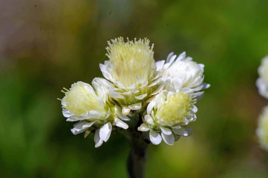 Antennaria lanata flower