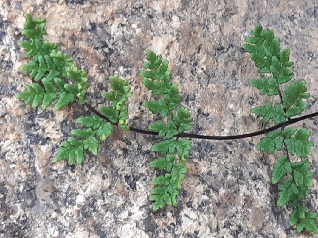 Hemionitis acrostica bark