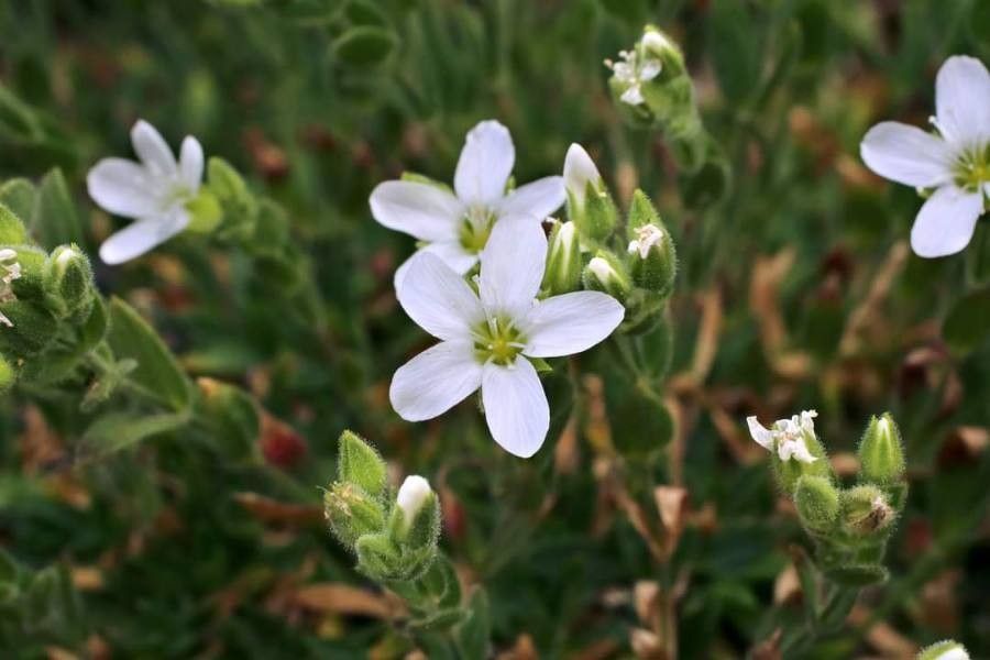 Minuartia saxifraga flower