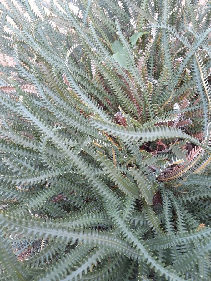 Dryandra obtusa — related species from the same genus