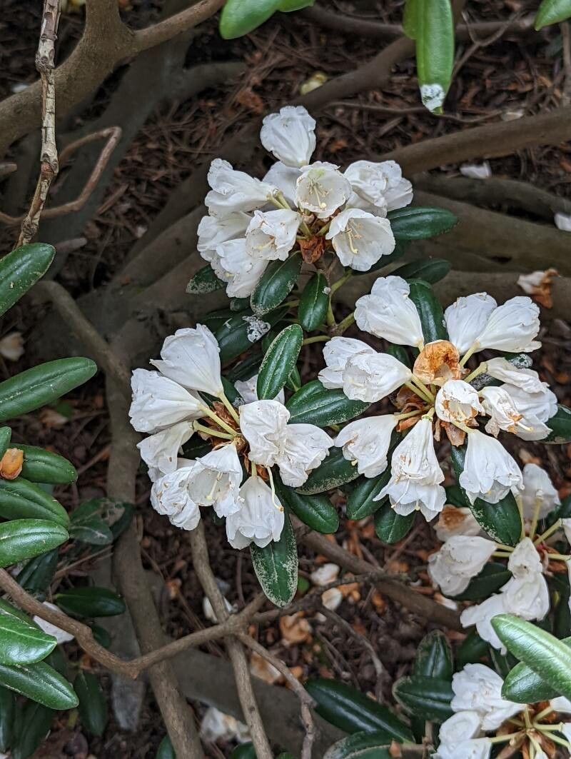 Rhododendron campanulatum flower