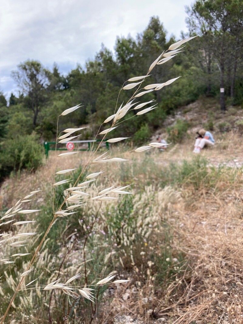 Avena sterilis fruit