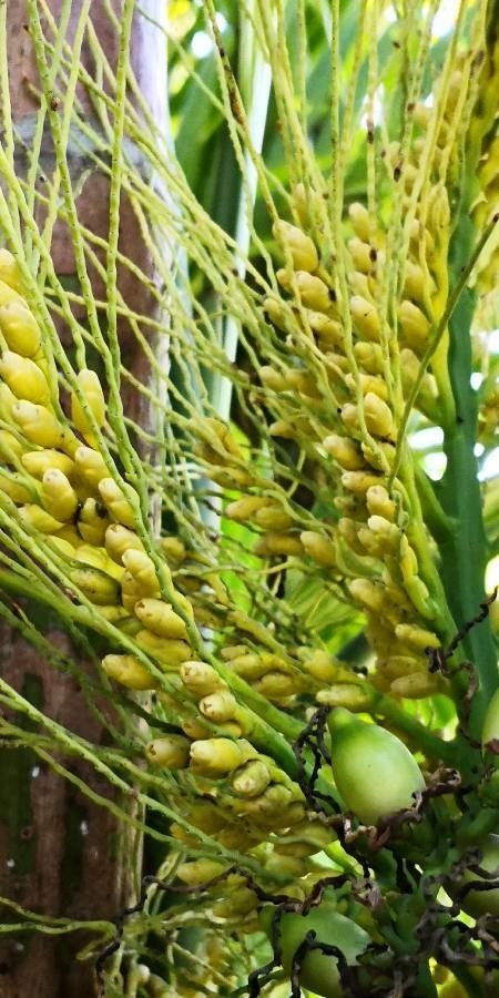 Areca triandra flower