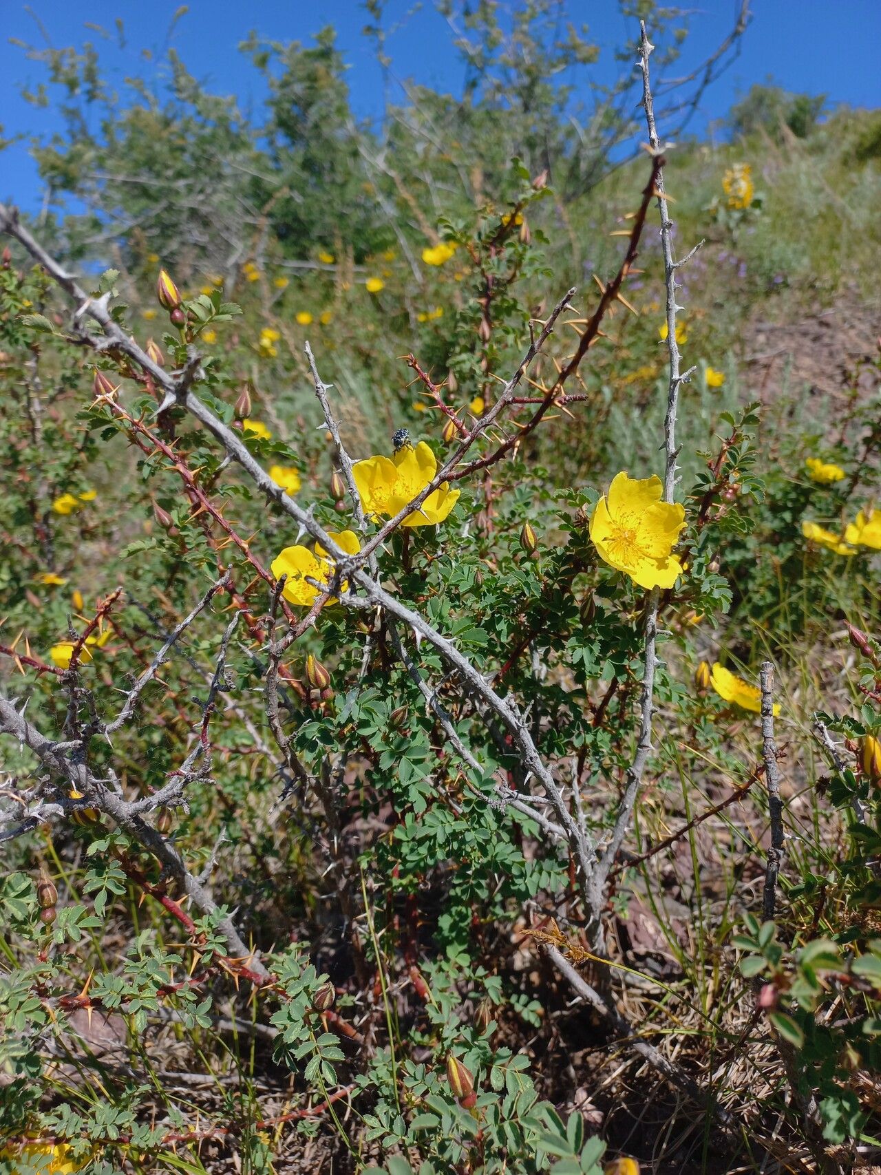 Rosa ecae habit