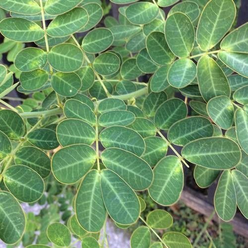 Albizia versicolor — search result for 'Kenya'