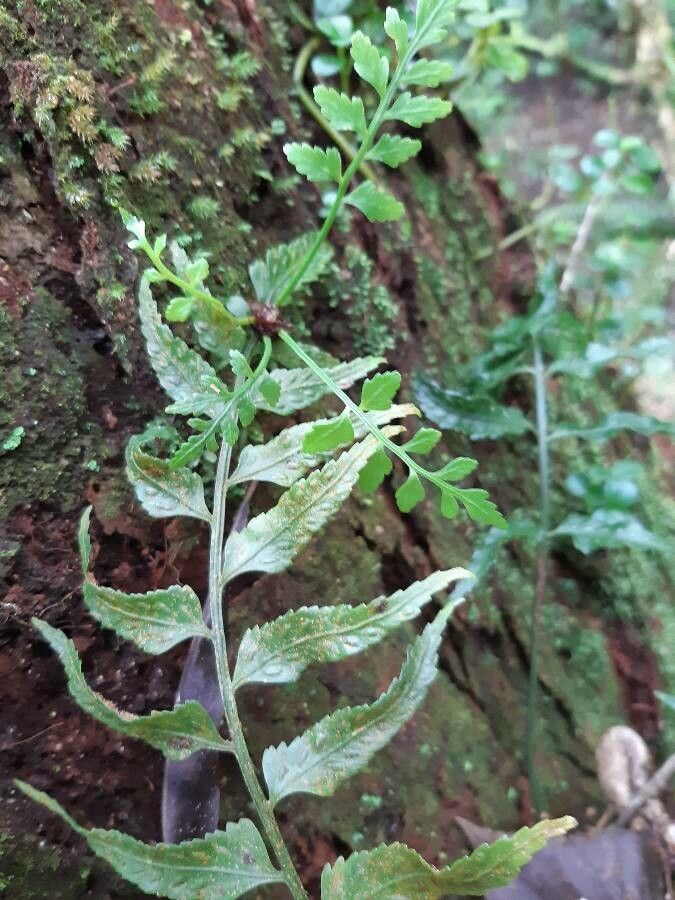 Asplenium boltonii flower