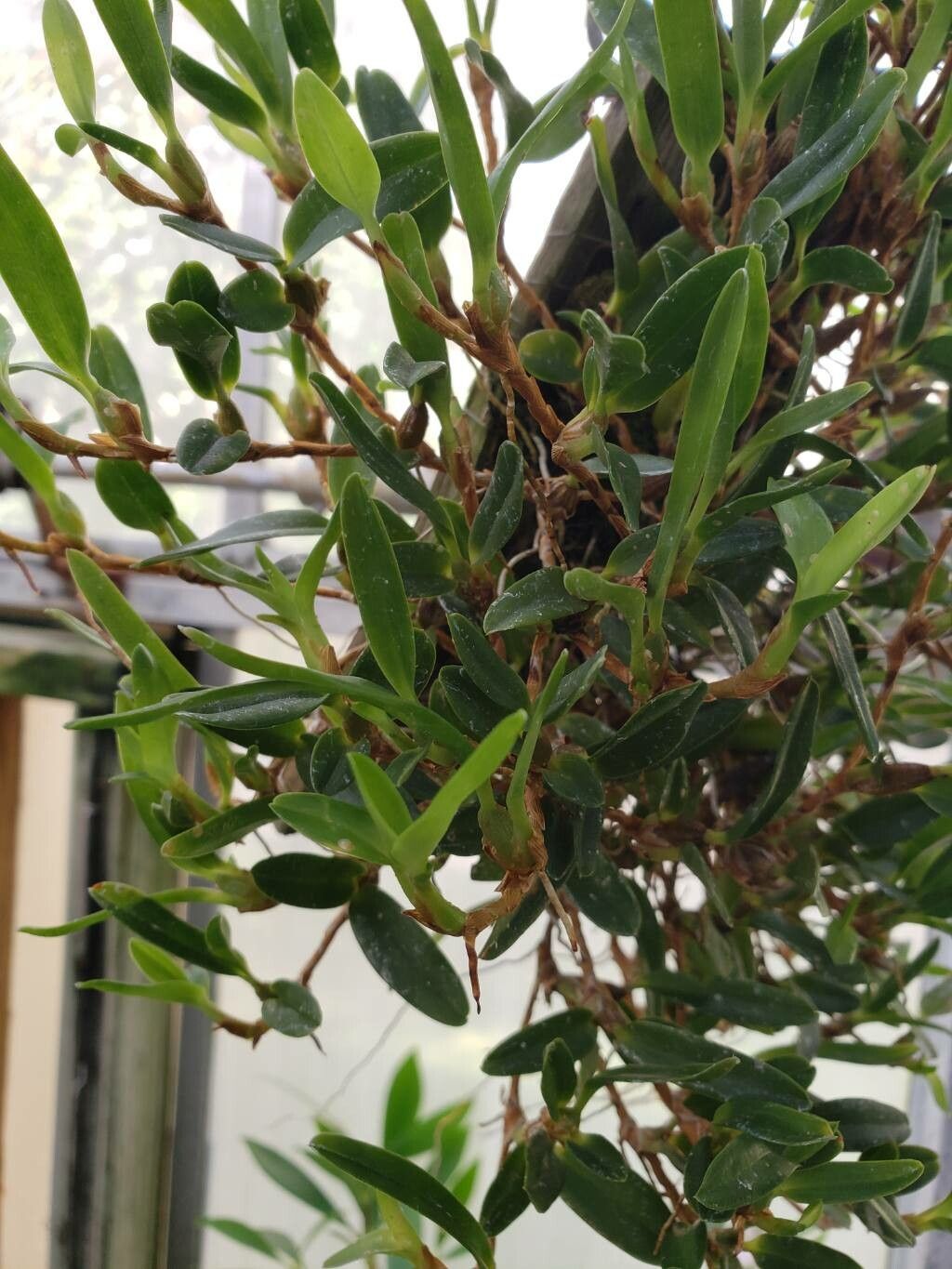 Maxillaria sophronitis leaf