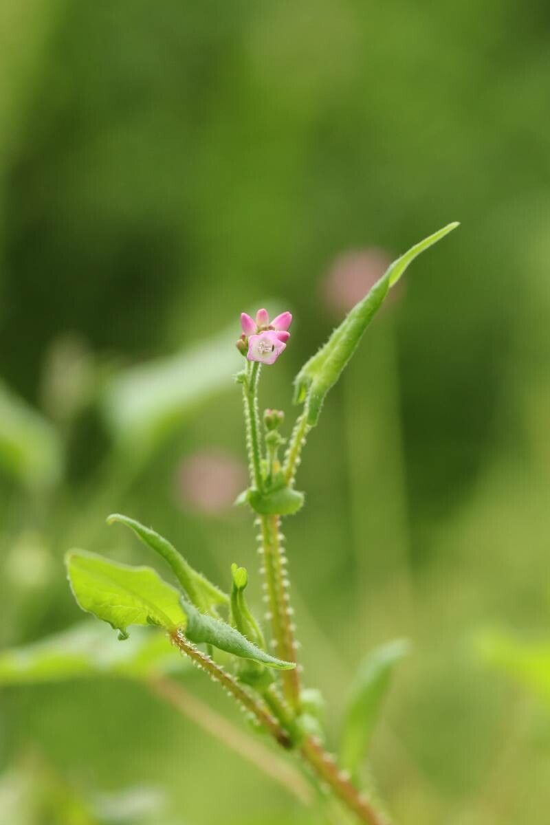Persicaria senticosa bark