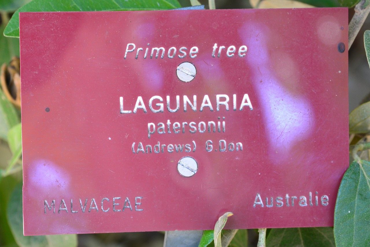 Lagunaria patersonii — search result for 'Hibiscus'