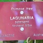 Lagunaria patersonii