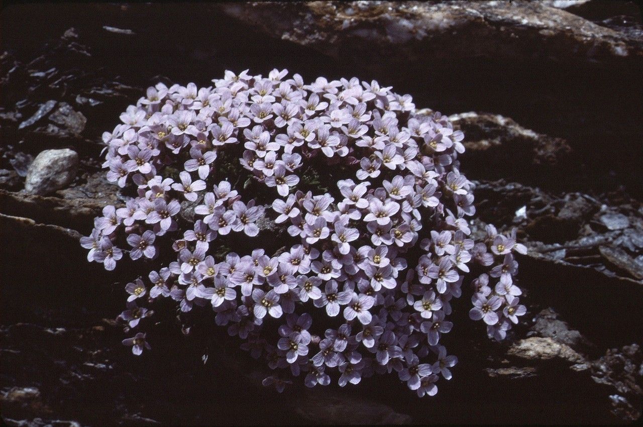 Petrocallis pyrenaica habit