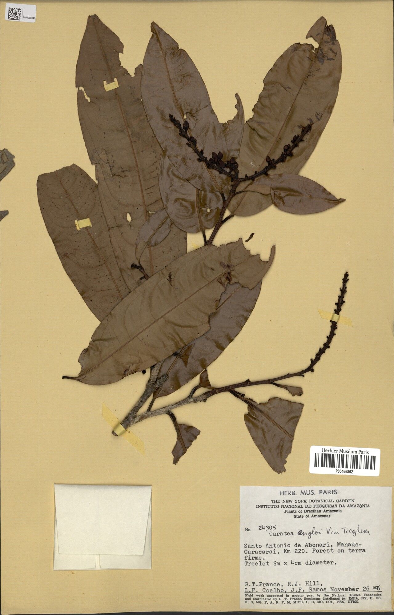 Ouratea engleri leaf