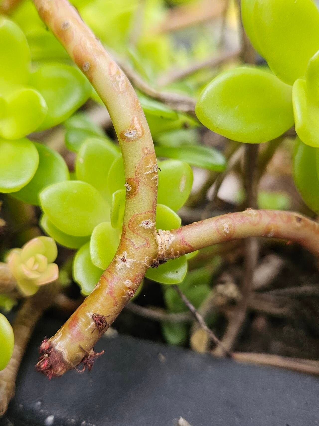 Sedum kimnachii bark