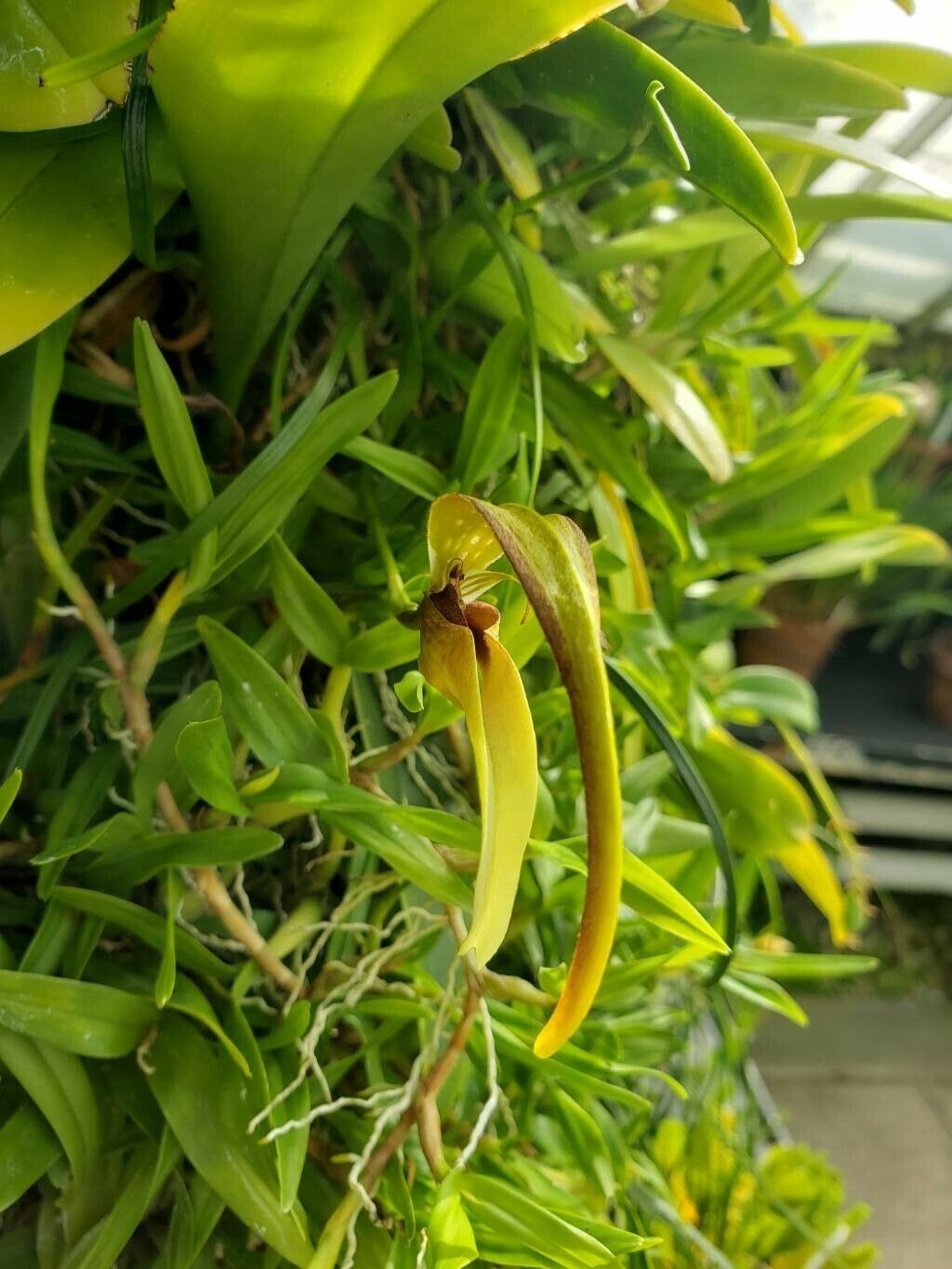 Bulbophyllum geraense flower