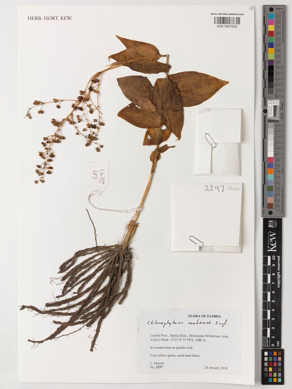 Chlorophytum ruahense — search result for 'Chlorophytum'