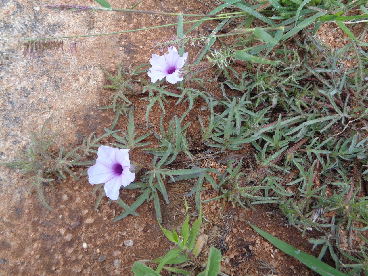Ipomoea oenotherae habit