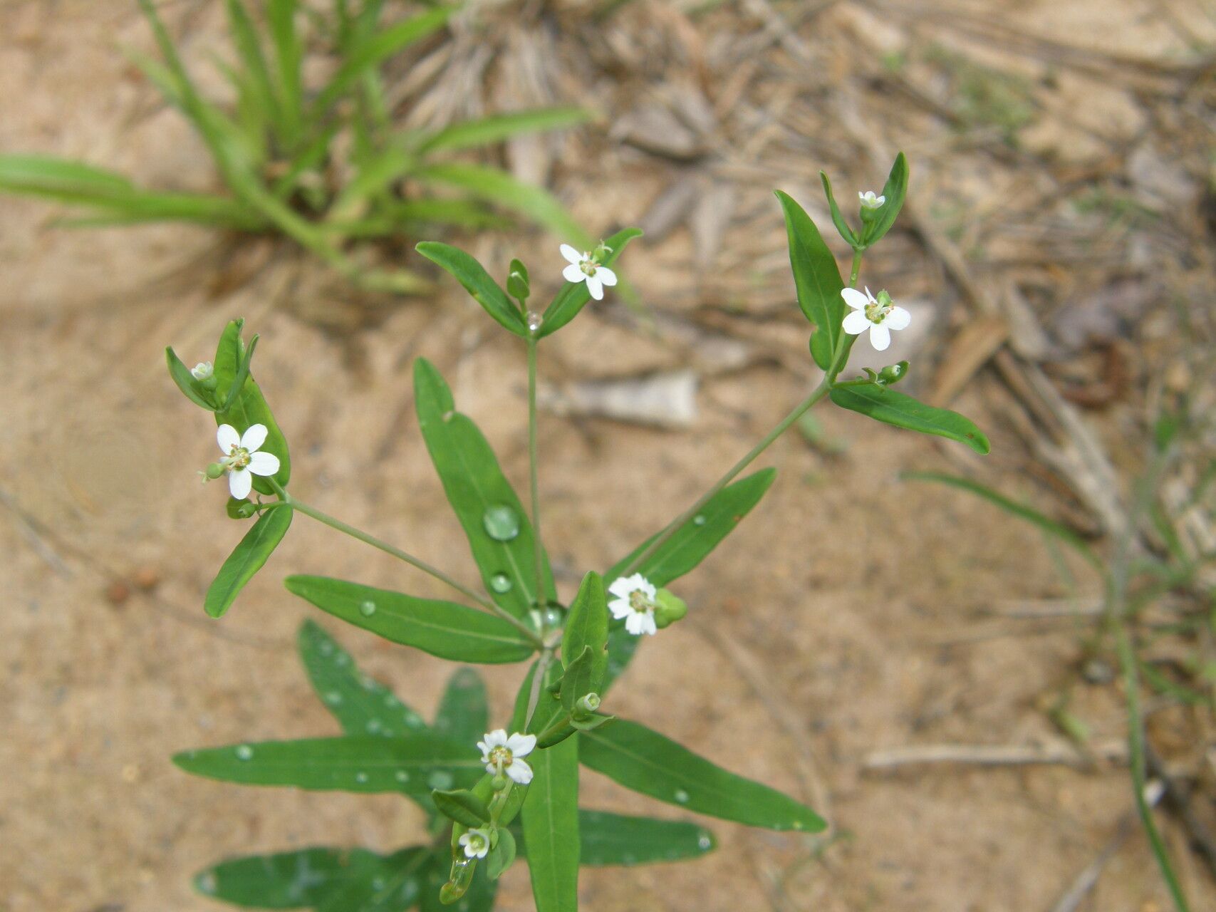 Euphorbia pubentissima habit