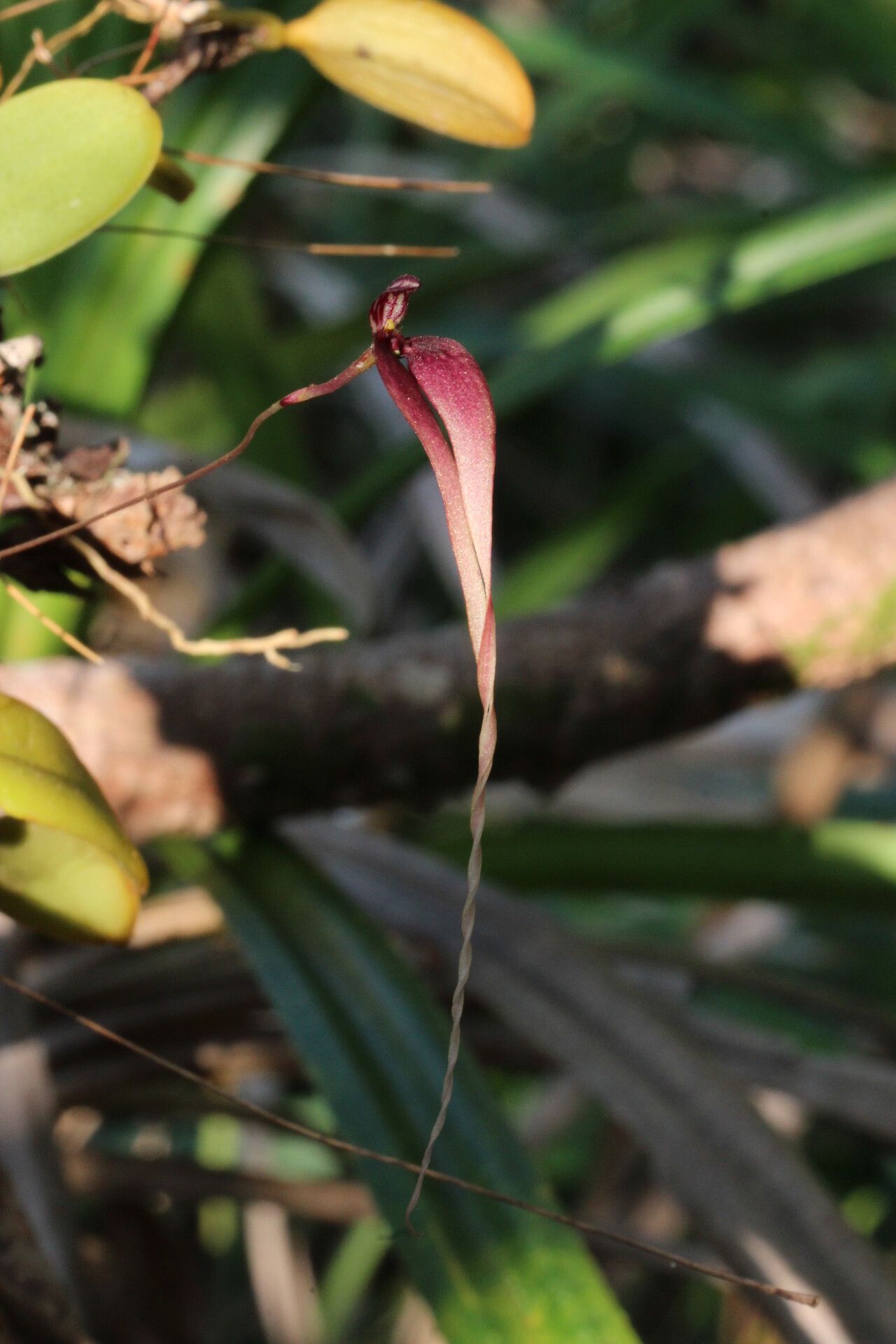 Bulbophyllum contortisepalum flower