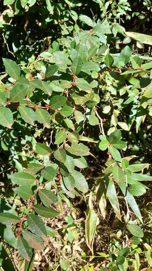 Castela tweediei habit