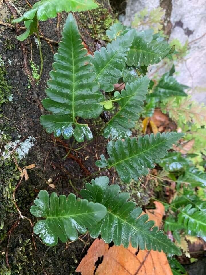 Davallia repens — search result for 'Davallia'