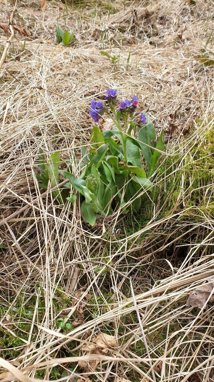 Pulmonaria mollis flower